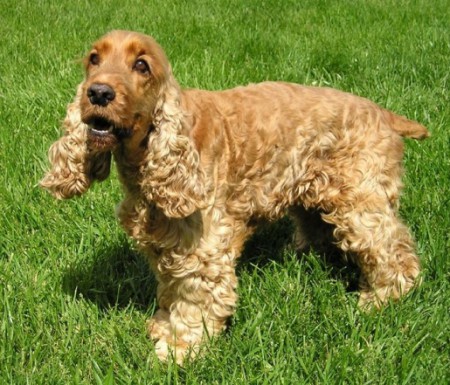 Cocker spaniel inglés