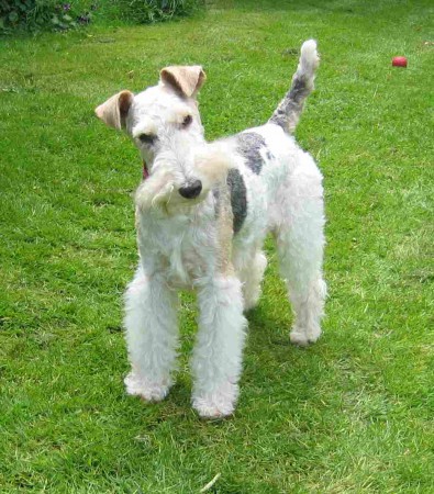 Fox terrier