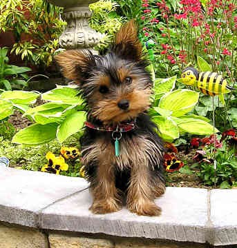 Yorkshire terrier
