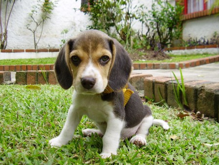 Beagle