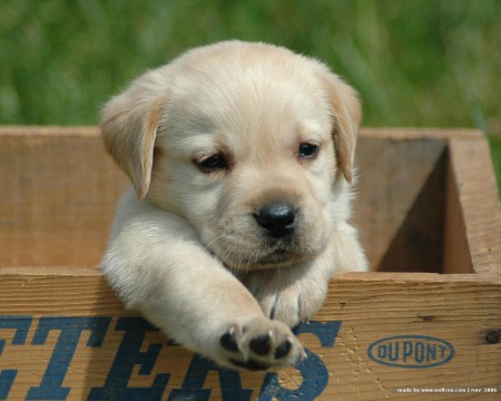 Labrador retriever
