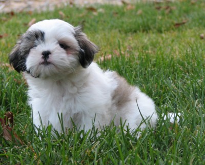 Shih tzu