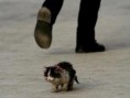 /album/la-cruda-realidad1/gato1-jpg2/