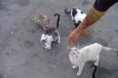 /album/la-cruda-realidad1/gato2-jpg2/
