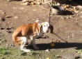 /album/la-cruda-realidad1/perro1-jpg2/