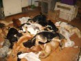 /album/la-cruda-realidad1/perro3-jpg2/
