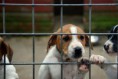 /album/la-cruda-realidad1/razones-adopcion-perros-3-jpg/