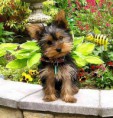 Yorkshire terrier